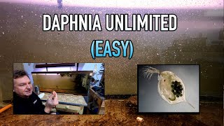 How I Raise Daphnia Water Fleas And You Can Too [upl. by Znieh]