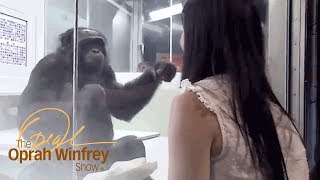 Kanzi the Ape Who Has Conversations with Humans  The Oprah Winfrey Show  Oprah Winfrey Network [upl. by Efeek269]