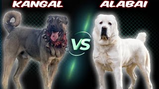 Kangal VS Alabai  Comparison [upl. by Vinni]