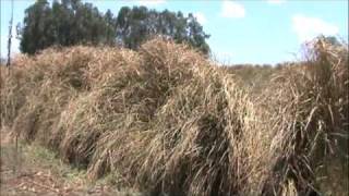 Vetiver System Vetiver Grass Soil and Water Conservation [upl. by Hasan263]