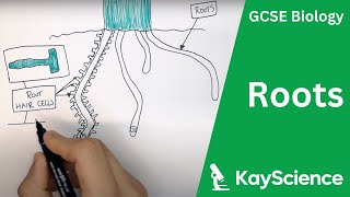 Root Adaptations  GCSE Biology  kaysciencecom [upl. by Grete847]