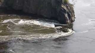 Reversing Falls St John NB Bay of Fundy [upl. by Tsuda605]