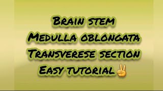 Brainstem  Medulla Oblongata  Transverse section  easy to understand  MBBS GOALS🌸 [upl. by Ful705]