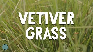 How to Grow  Vetiver Grass [upl. by Annoda231]