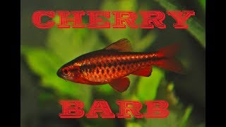 Cherry barb Puntius titteya  species profile [upl. by Atikal]