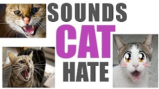 Sounds Cats Hate All Time  HQ [upl. by Ahsimit]