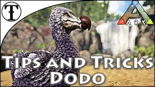 Fast Dodo Taming Guide  Ark  Survival Evolved Tips and Tricks April Fools 2021 [upl. by Forester]