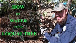 How to water your newly planted Loquat tree [upl. by Tnecnivleahcim605]