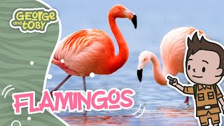 Flamingo Facts for Kids  George amp Toby Wildlife Rangers  Animal Facts For Kids [upl. by Fadden]