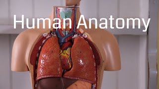 Basic Human Anatomy for Beginners [upl. by Gow]