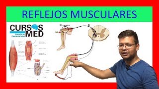 HUSOS MUSCULARES Y REFLEJOS MUSCULARES explicado FÁCIL ✅ [upl. by Neda]