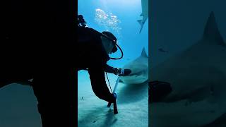 Amazing Documentary About Sharks [upl. by Petuu559]