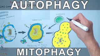 Autophagy Mechanism  Mitophagy [upl. by Ynaffets]