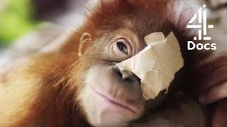 6MonthOld Orangutan Loses Sight After Tree Fall  Orangutan Jungle School [upl. by Urata]