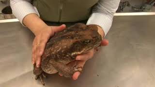 Cane Toad Facts [upl. by Nidya]