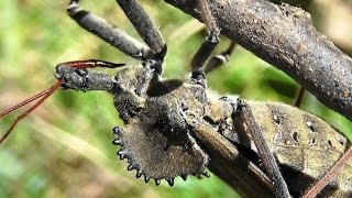 Wheel Bug Arilus cristatus  clear view of this assassins features [upl. by Wiltsey]