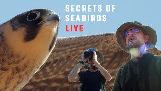 Live with Bird Experts What You Don’t Know About Seabirds [upl. by Kcirred]