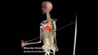 Shoulder External Rotation  3D Anatomy [upl. by Iline]