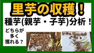 家庭菜園里芋の収穫 種芋親芋・子芋分析！どちらが多く獲れるのか判明！種芋の保存 親芋を種芋にすべき理由 [upl. by Katerine]