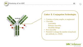 Brief Introduction of Antibody Drug Conjugates  BOC Sciences [upl. by Queri]