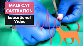 Male Cat Castration Surgery Procedure  Neutering Your Cat [upl. by Adoree]