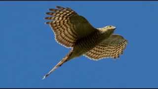 Sparrowhawk Bird Call Bird Song [upl. by Anigal]