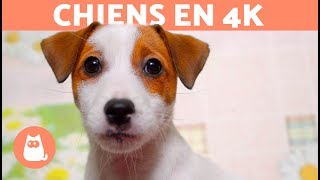 Chiens en 4K  Vidéos de chiens en 4K [upl. by Yderf]