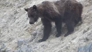 MOUNTAIN GOAT GRIZZLY BEAR ENCOUNTER IN CANADIAN ROCKIES [upl. by Jeremias390]