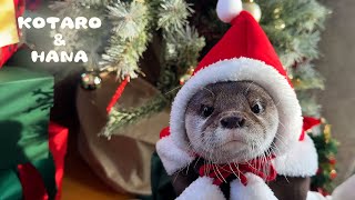 ぶっきらぼうサンタカワウソのクリスマスの過ごし方 How Do Santa Otters Spend Christmas [upl. by Herring]