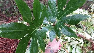 Growing Fatsia japonica from cuttings [upl. by Elora]