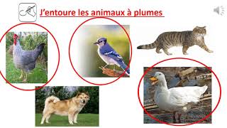 Les animaux à poils et les animaux à plumes [upl. by Holub]