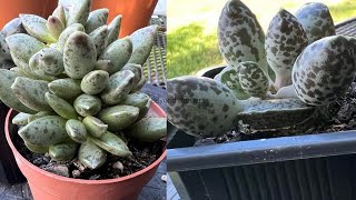 Adromischus Cooperi amp Romianis [upl. by Chace4]