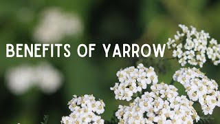 Benefits of Yarrow Medicinal Uses of Common Yarrow [upl. by Festa]