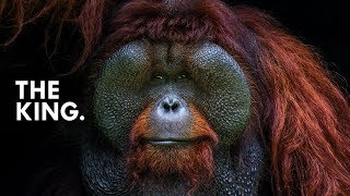 Orangutan King of the Treetops [upl. by Vivica]