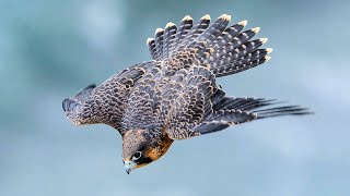 PEREGRINE FALCON  a dive fighter The FASTEST animal on the planet [upl. by Cheatham108]