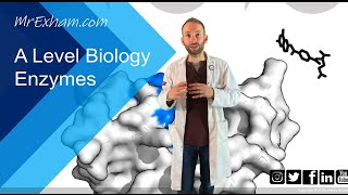 Enzymes Part 1  Structure function and rates  A Level Biology [upl. by Esinrahc89]