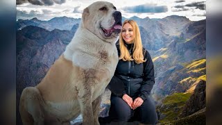 THE ALABAI  WOLF CRUSHER  CENTRAL ASIAN SHEPHERD DOG [upl. by Aicel630]