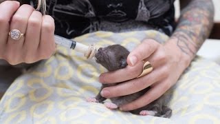 How to Syringe Feed a Newborn Kitten [upl. by Leakcim817]