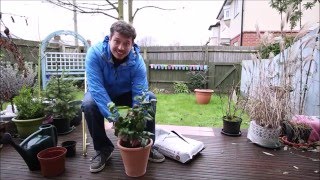 Repotting a Plant Camellia Japonica [upl. by Wivestad]