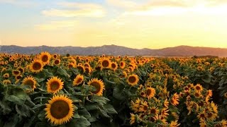 Why sunflowers follow the sun [upl. by Garrik]