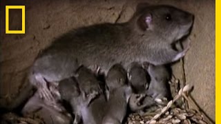 Momma Rat 15000 Babies a Year  National Geographic [upl. by Oivlis]