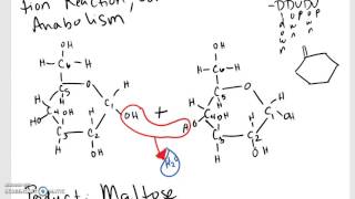 Dehydration Synthesis of Maltose [upl. by Nylrehs]