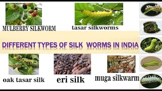 types of silk with their life cycle story and stages mulberry tasar oak eri ampmuga silk [upl. by Ariaic]