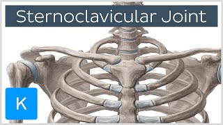 Sternoclavicular Joint  Location amp Movements  Human Anatomy  Kenhub [upl. by Siocnarf458]