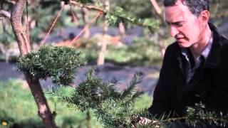 Jake Hobson Niwaki Pruning [upl. by Saisoj]