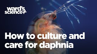 Caring and Culturing for Daphnia [upl. by Chamberlain758]