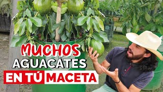 ¿Cómo tener un AGUACATE o PALTA en MACETA Cuidados y consejos [upl. by Hgieleak]