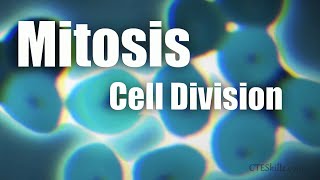 Mitosis Cell Division In 6 Minutes [upl. by Bar850]