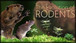 The Evolution of Rodents 🐀 [upl. by Ahtekahs]