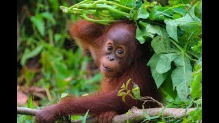 Forest School for Orangutans [upl. by Nottirb707]